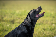 Karolyi-Reka-06375